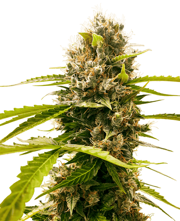 Mandarin Punch Feminised Cannabis Seeds by Sensi Seeds Research