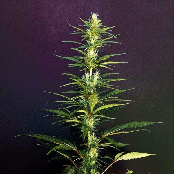 Moroccan Beldia Regular Cannabis Seeds by Khalifa Genetics