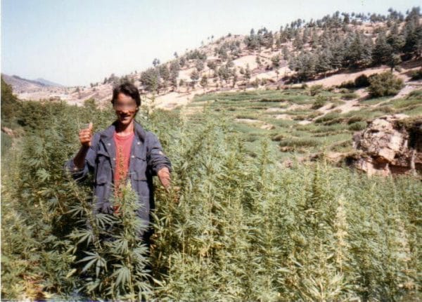 Moroccan Beldia Regular Cannabis Seeds