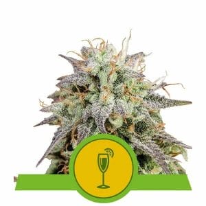 Mimosa Auto Feminised Cannabis Seeds by Royal Queen Seeds