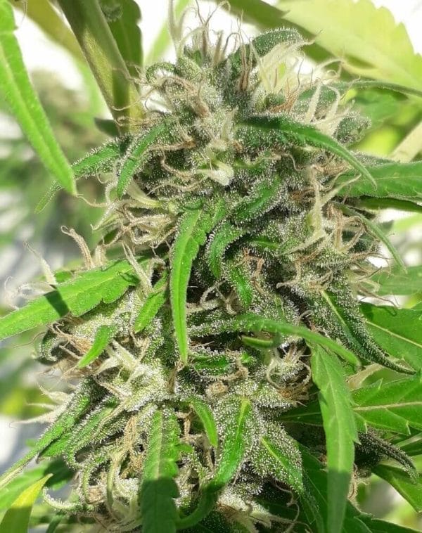 New Caledonia Regular Cannabis Seeds by Ace Seeds