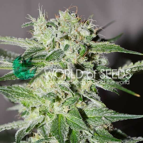 Pakistan Valley Early Harvest Feminised Cannabis Seeds by World of Seeds