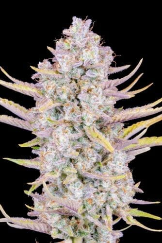 Purple Punch Auto Feminised Cannabis Seeds by FastBuds