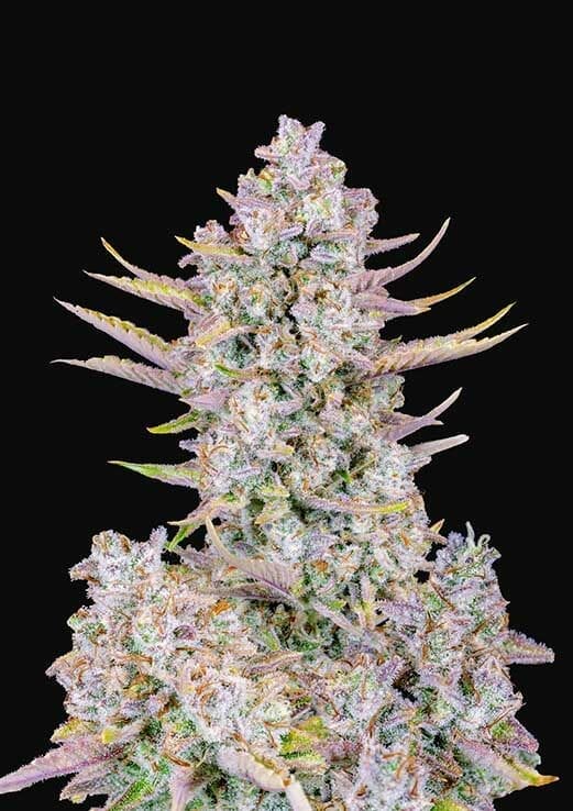 Purple Punch Auto Feminised Cannabis Seeds by FastBuds