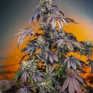 Red Gorilla Girl XL Auto Feminised Cannabis Seeds by Sweet Seeds