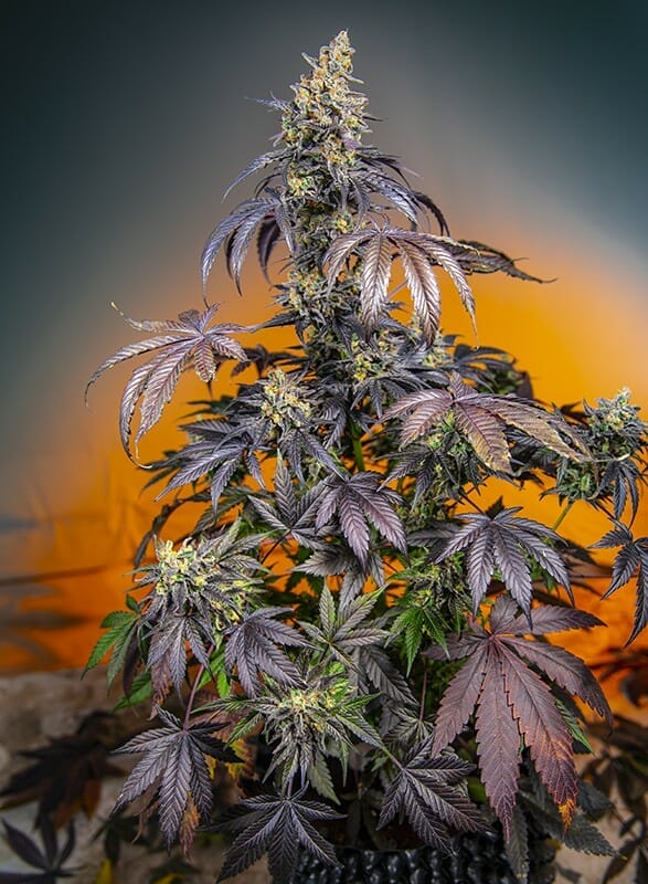 Red Gorilla Girl XL Auto Feminised Cannabis Seeds by Sweet Seeds