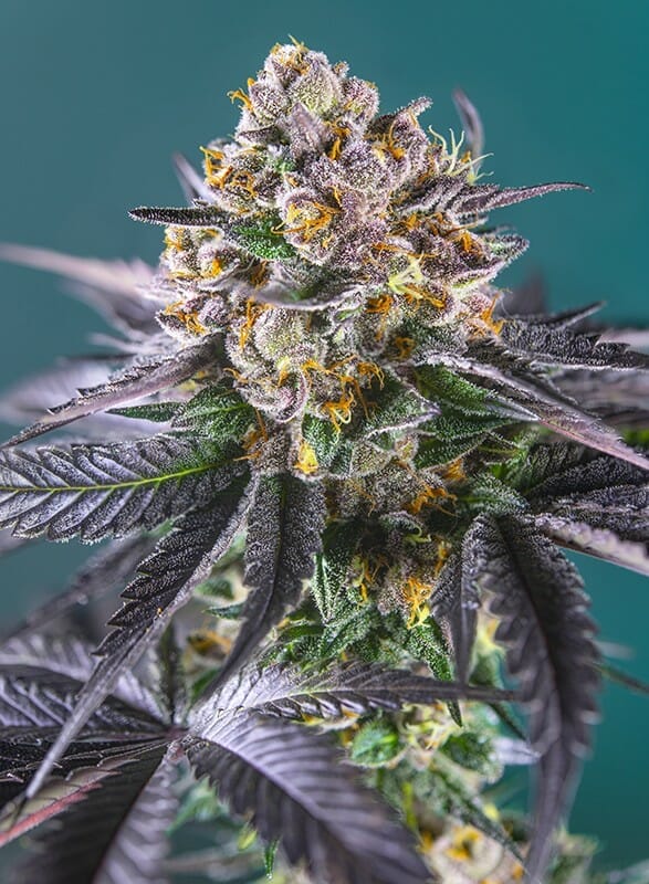 Red Strawberry Banana Auto Feminised Cannabis Seeds by Sweet Seeds