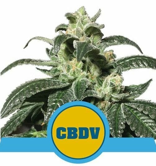 Royal CBDV Auto Feminised Cannabis Seeds by Royal Queen Seeds