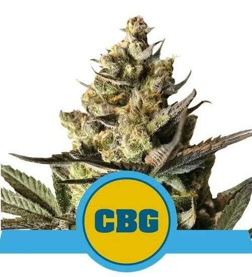 Royal CBG Auto Feminised Cannabis Seeds by Royal Queen Seeds