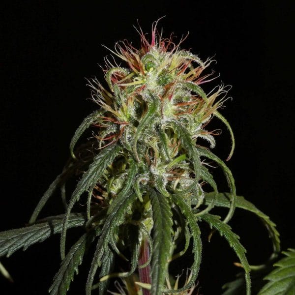 Chebarkul Siberian Ruderalis CBD Auto Regular Cannabis Seeds by Khalifa Genetics