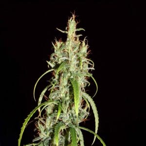 Chebarkul Siberian Ruderalis CBD Auto Regular Cannabis Seeds by Khalifa Genetics