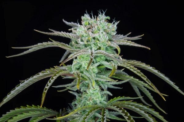 Strawberry Banana Auto Feminised Cannabis Seeds by FastBuds
