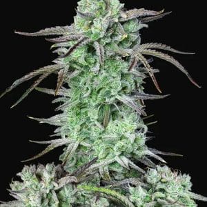 Strawberry Banana Auto Feminised Cannabis Seeds by FastBuds
