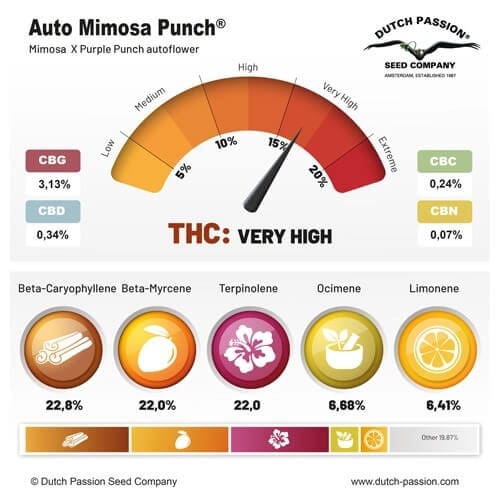 Auto Mimosa Punch feminised terpenes