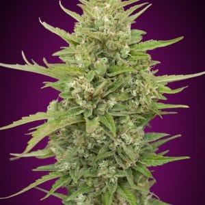 Super Skunk Auto Feminised Cannabis Seeds by 00 Seeds