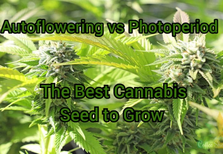 Autoflowering vs Photoperiod: The Best Cannabis Seed to Grow