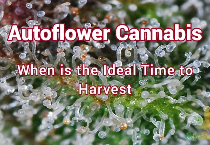Autoflower Cannabis – When is the Ideal Time to Harvest
