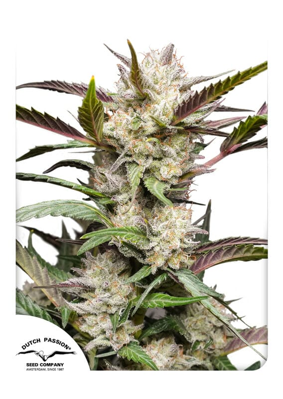 Mimosa Punch Auto Feminised Cannabis Seeds by Dutch Passion