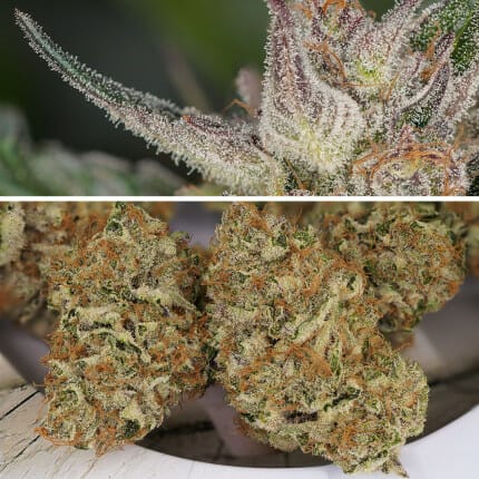 Trichome & Cream Auto Feminised Cannabis Seeds by Dutch Passion