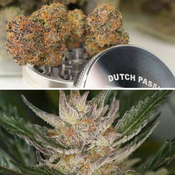 Trichome & Cream Auto Feminised Cannabis Seeds by Dutch Passion