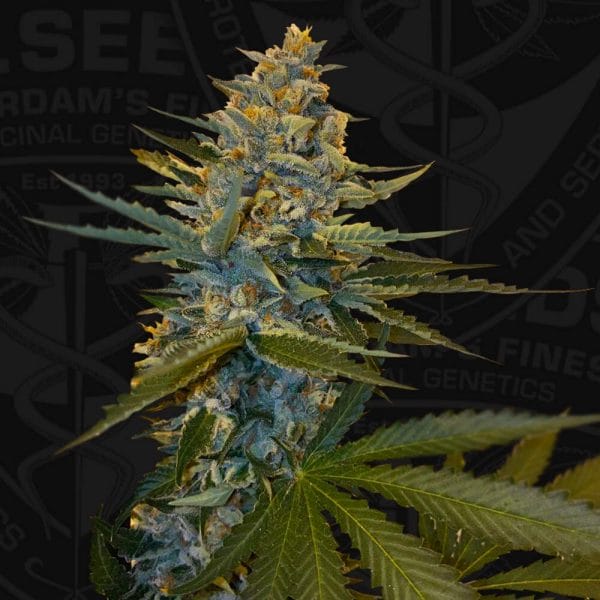 Banana Candy Krush Feminised Cannabis Seeds by T.H. Seeds