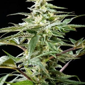Rich Candy CBD Feminised Cannabis Seeds by Philosopher Seeds