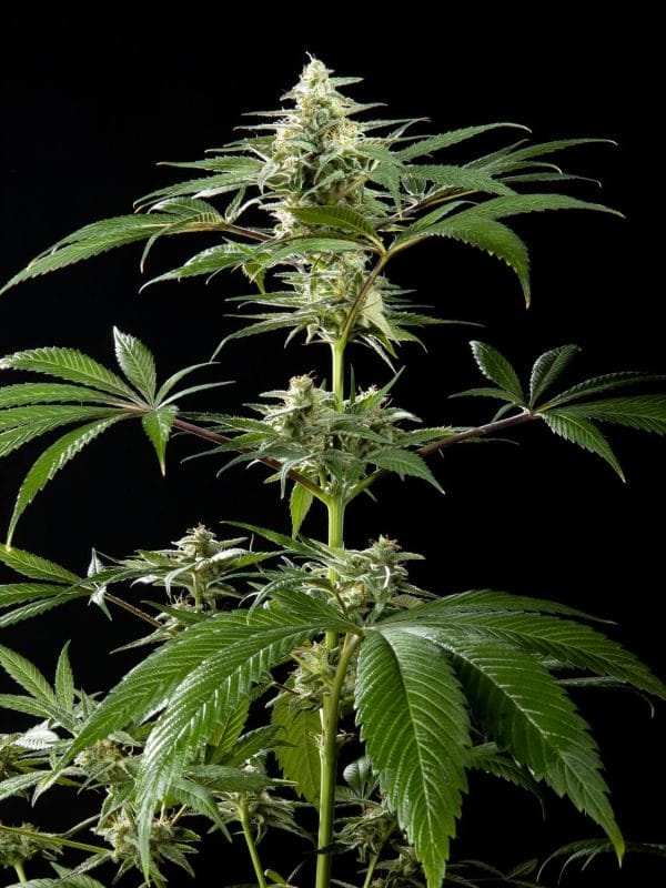 Rich Candy CBD Feminised Cannabis Seed