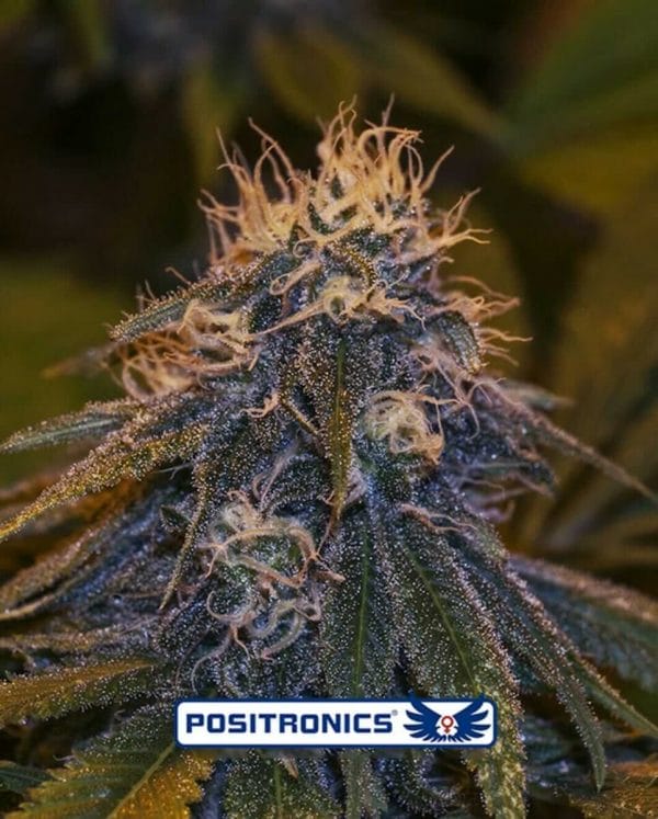 Critical #47 Express Auto Feminised Cannabis Seeds by Positronics