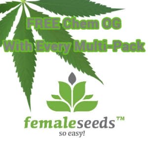 Female Seeds - FREE Chem OG