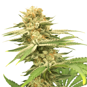 Friesland Regular Cannabis Seeds by Super Sativa Seed Club