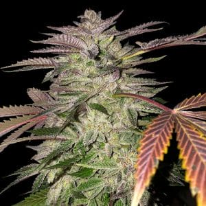 Gelato Cake Feminised Cannabis Seeds by T.H. Seeds