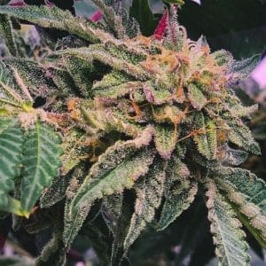 Gelato x Watermelon Zkittlez Feminised Cannabis Seeds by Purple City Genetics