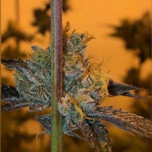 GMO x Strawnana Feminised Cannabis Seeds by Purple City Genetics