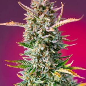Gorilla Sherbet F1 FAST Feminised Cannabis Seeds by Sweet Seeds