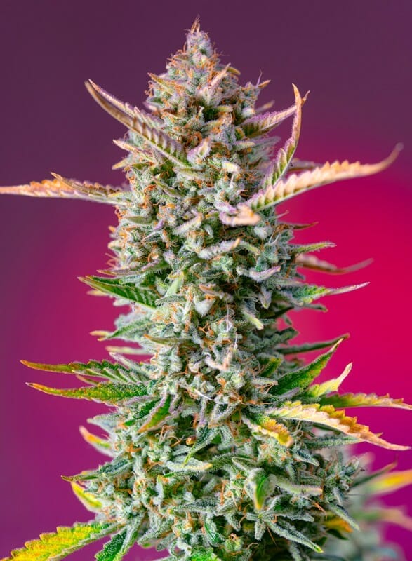 Gorilla Sherbet F1 FAST Feminised Cannabis Seeds by Sweet Seeds