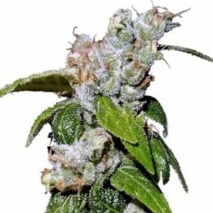 Green Haze 19 A5 Feminised Cannabis Seeds by Ace Seeds