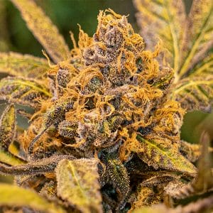 High Voltage FAST Feminised Cannabis Seeds by High Speed Buds