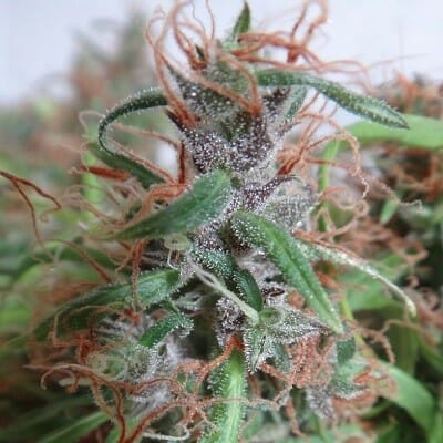 Honduras Regular Cannabis Seeds - Breeders Pack by Ace Seeds