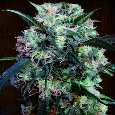 Kali China Feminised Cannabis Seeds - Breeders Pack by Ace Seeds