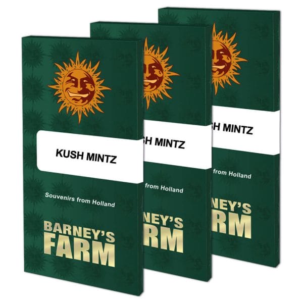 Kush Mintz Feminised Cannabis Seeds by Barney's Farm