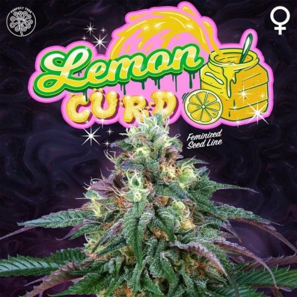 Lemon Curd Feminised Cannabis Seeds by Perfect Tree Seeds