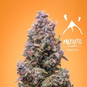 Mango Smile Auto Feminised Cannabis Seeds by Mephisto Genetics