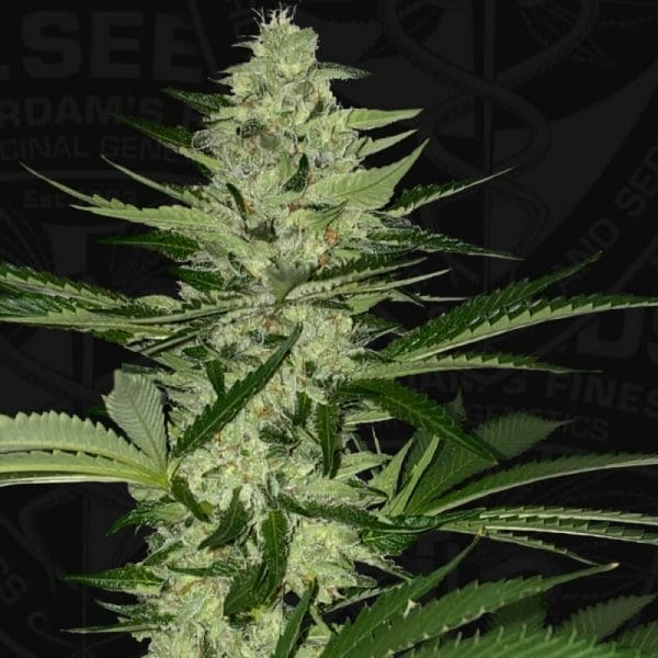 Melonsicle Feminised Cannabis Seeds by T.H. Seeds