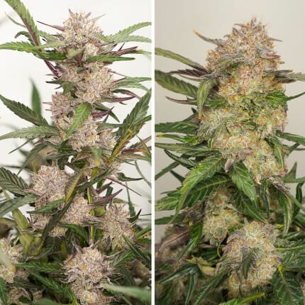 Mimosa Punch Auto Feminised - Dutch Passion - Cannabis Seeds