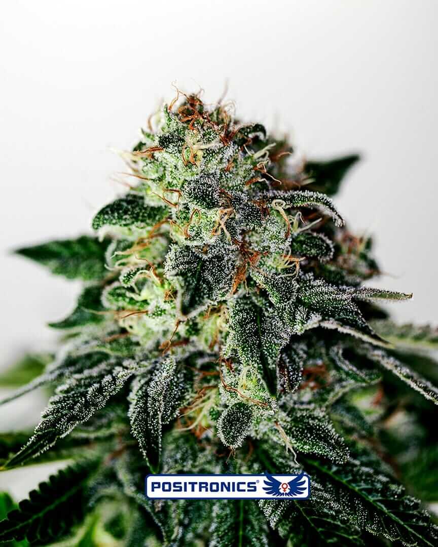 Mystic Cookie Express Auto Feminised Cannabis Seeds by Positronic Seeds