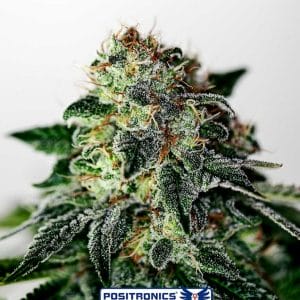 Mystic Cookie Express Auto Feminised Cannabis Seeds by Positronic Seeds