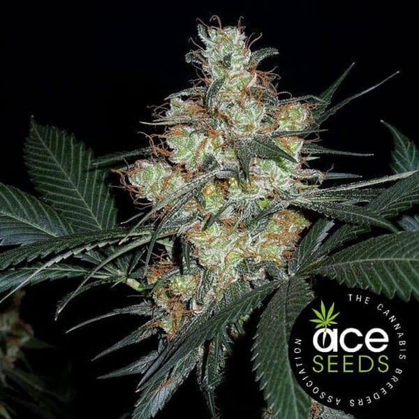 Nepal Jam Regular Cannabis Seeds - Breeders Pack by Ace Seeds