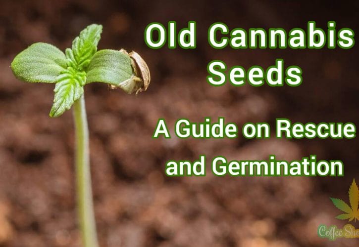Old Cannabis Seeds – A Guide on Rescue and Germination