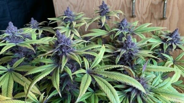 Pakistan Chitral Kush Feminised Cannabis Seeds - Breeders Pack by Ace Seeds