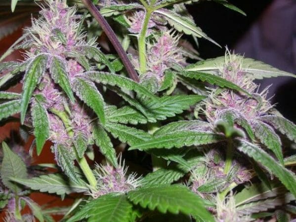 Pakistan Chitral Kush Feminised Cannabis Seeds - Breeders Pack by Ace Seeds